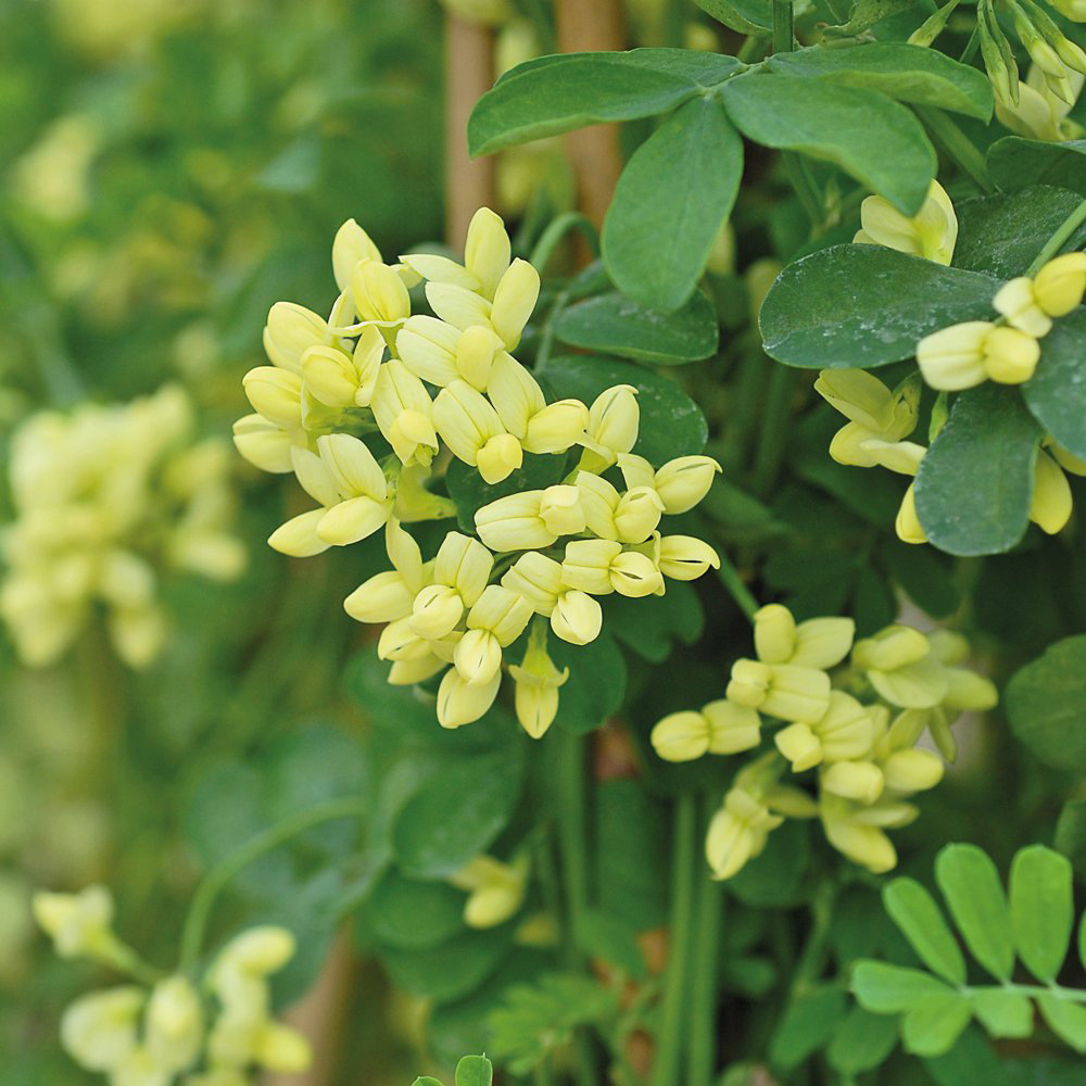 Thompson and Morgan Coronilla Citrina Plant Pot 3L Image 2