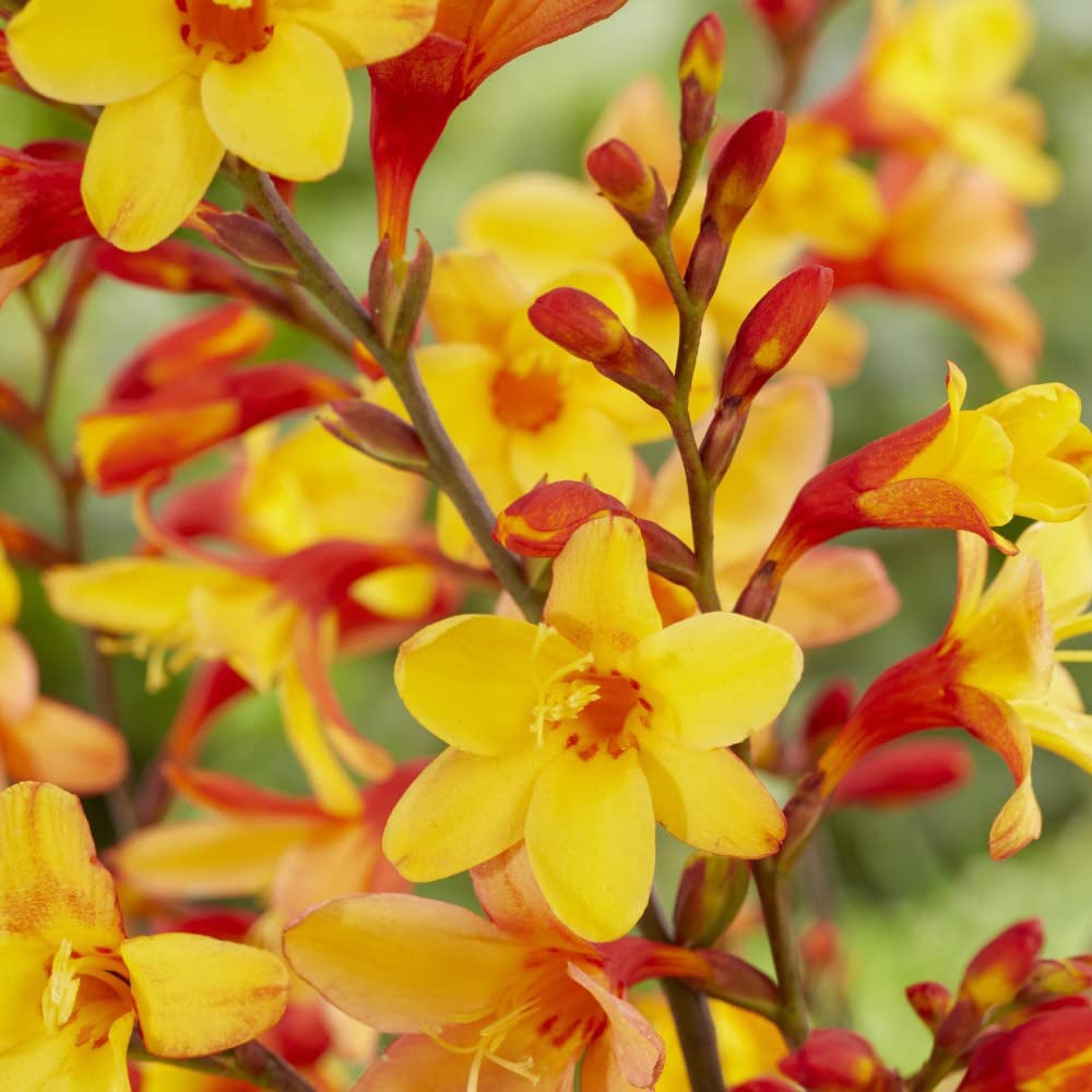 Thompson and Morgan Crocosmia Harlequin Potted Plant 9cm Image 2