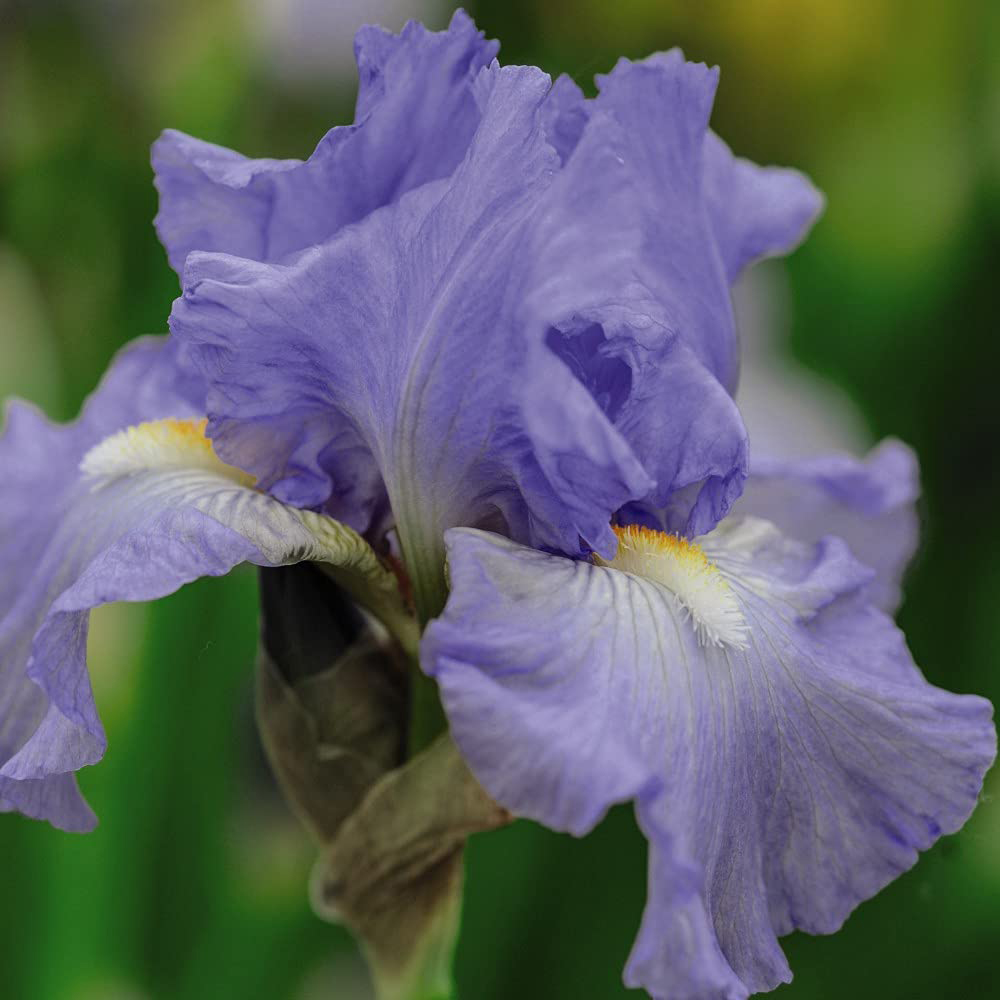 Thompson and Morgan Iris Victoria Falls Rhizome Image 4