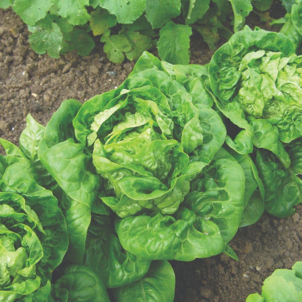 Thompson and Morgan Lettuce Little Gem Seed Packet Image 2