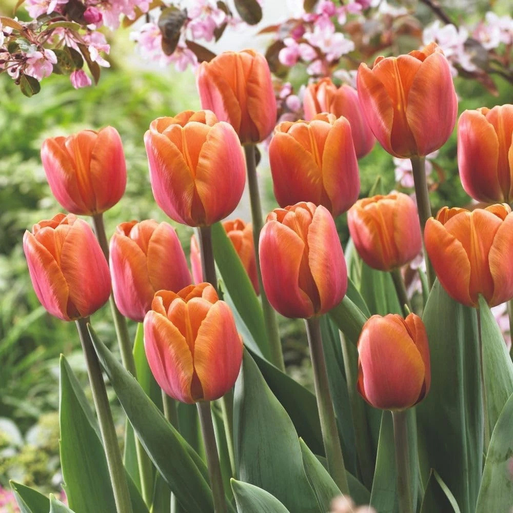 Thompson and Morgan Tulip Single Triumph Late Brown Sugar Planting Bulb 32 Pack Image 4