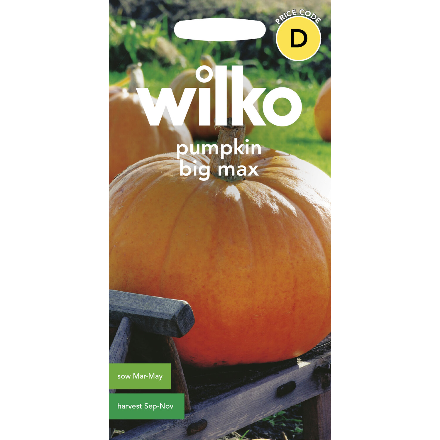 Pumpkin Big Max Seeds Orange Image 1