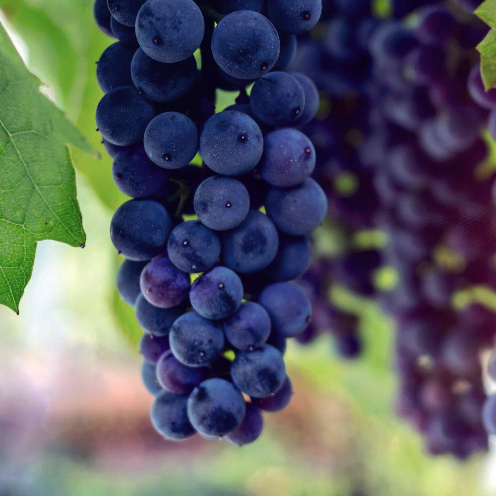 Thompson and Morgan Grape Duo Potted Plant 9cm 2 Pack Image 3