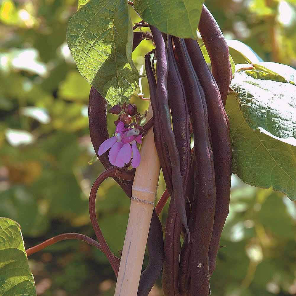 Thompson & Morgan Climbing Bean Blauhilde 70 Seeds Packet Image 1