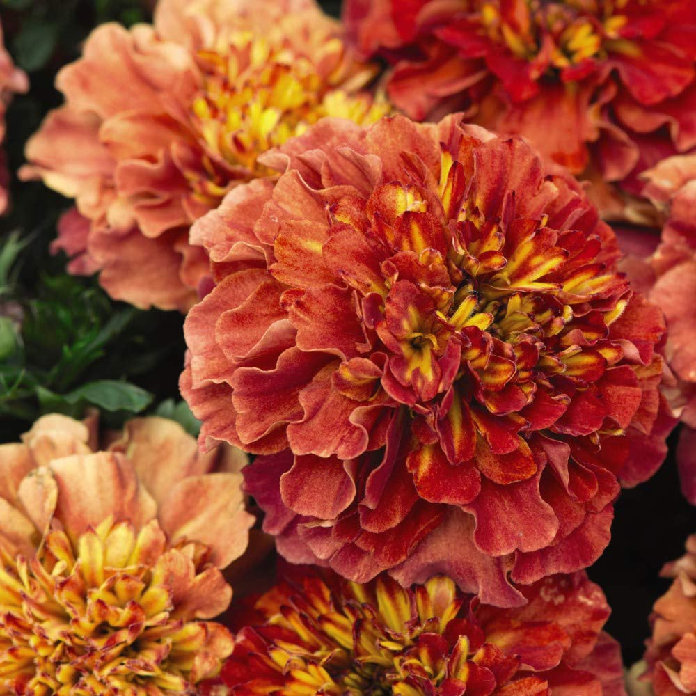 Thompson and Morgan Marigold Strawberry Blonde Garden Ready Plant 15 Pack Image 5