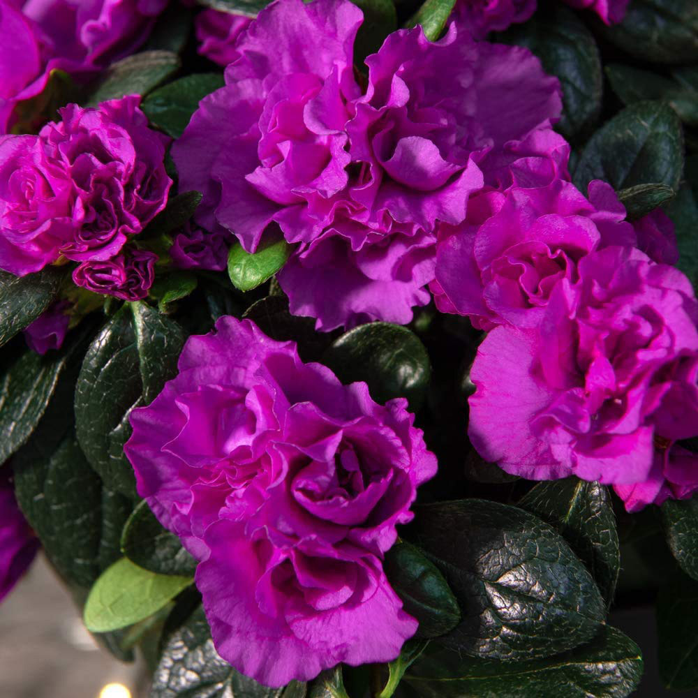 Thompson and Morgan Christmas Gift Azalea Purple Rosebud Plant Pot 14cm Image 2