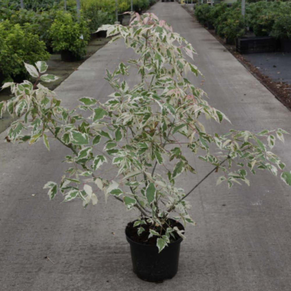 Thompson and Morgan Acer Negundo Flamingo Plant Pot 3L Image 3