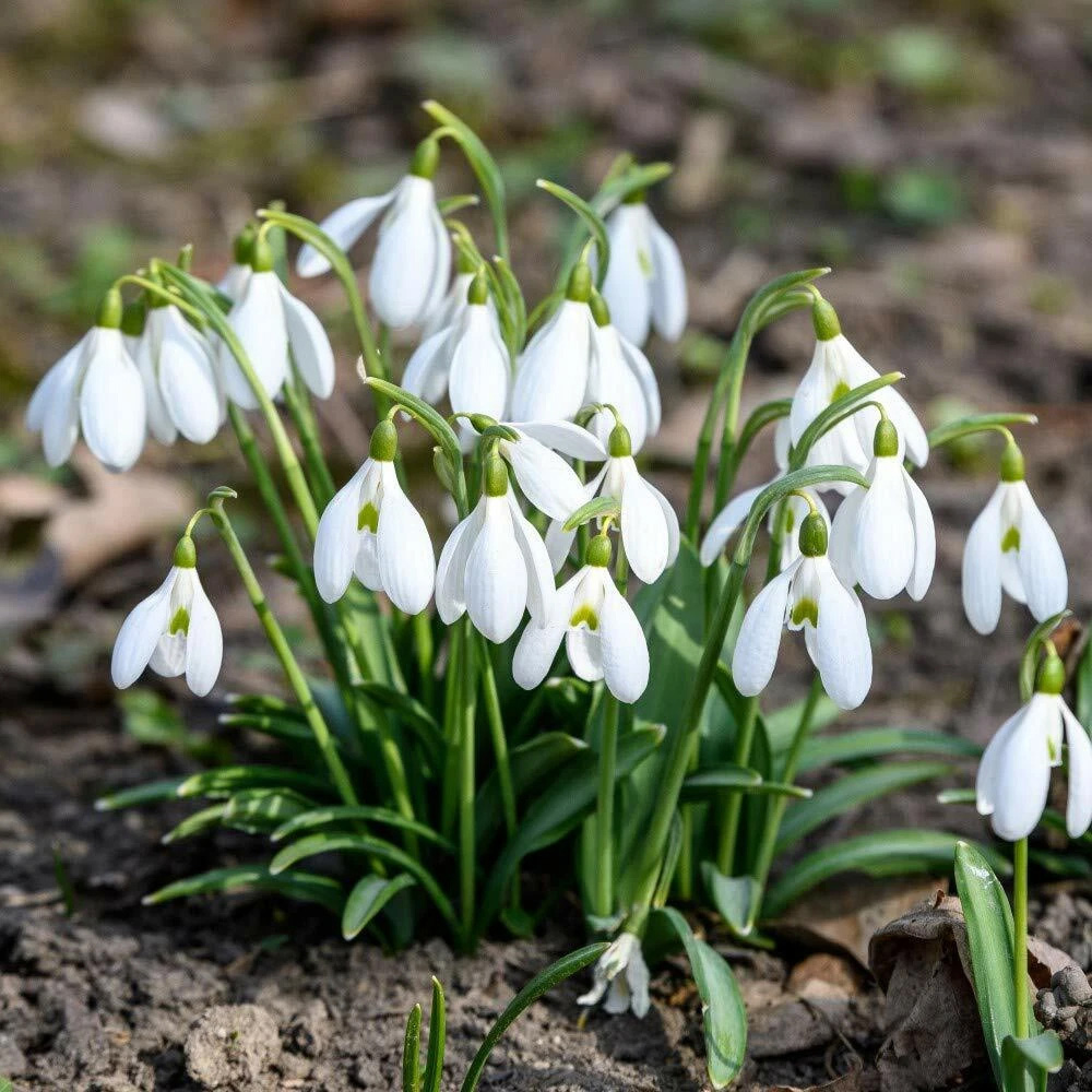 Thompson and Morgan Galanthus Elwesii Snowdrop Giant Autumn Planting Bulb 32 Pack Image 3
