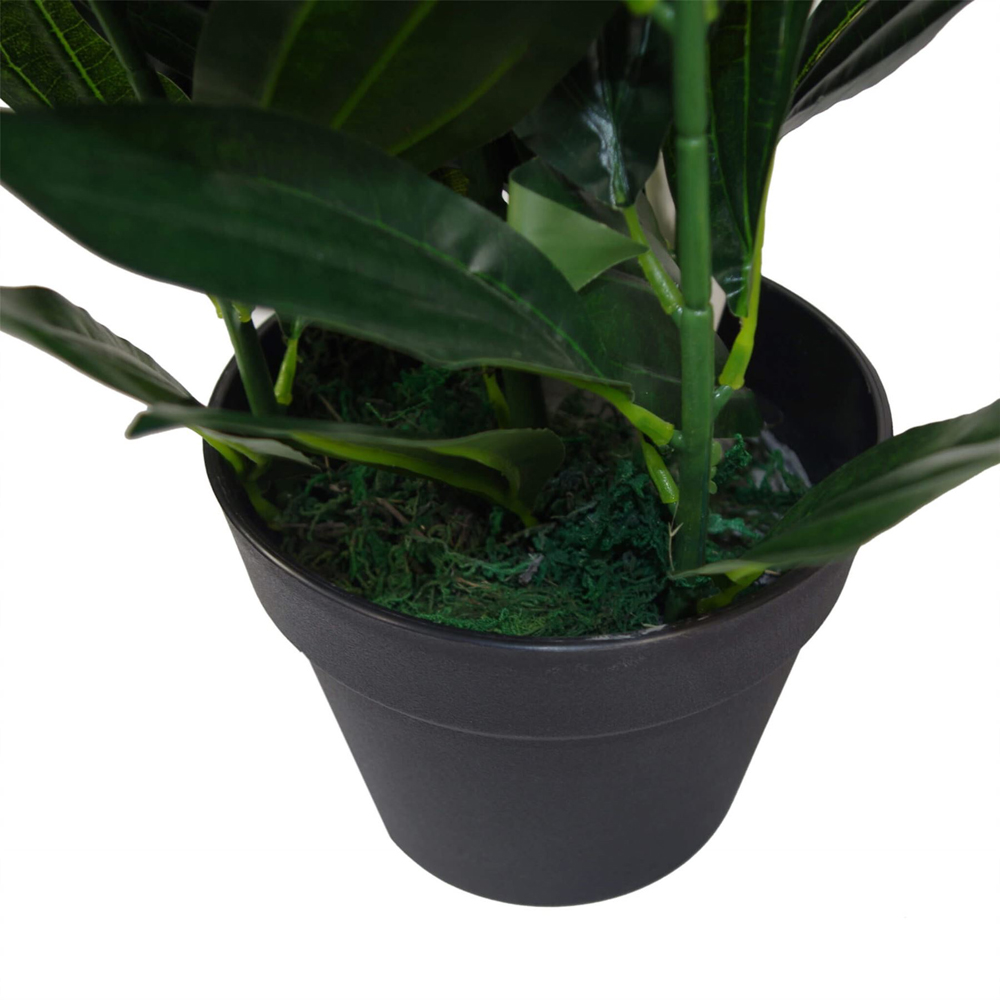 Leaf Bushy Evergreen House Plant in Pot 70cm Image 2