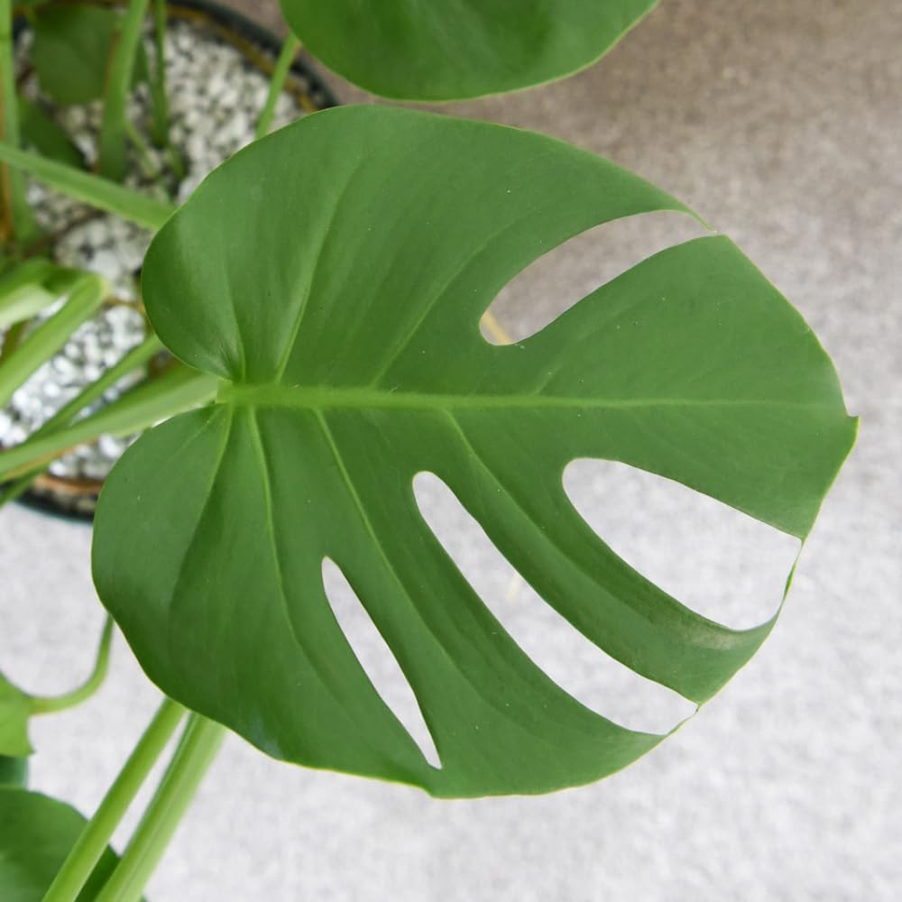 Thompson and Morgan Monstera Deliciosa Swiss Cheese Plant Pot 13cm Image 3