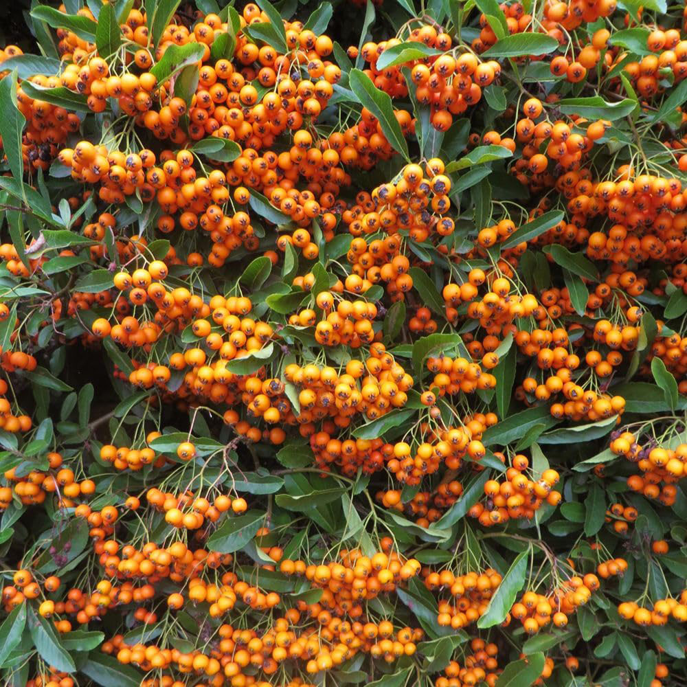 Thompson and Morgan Pyracantha Firelight Plant Pot 9cm Image 2