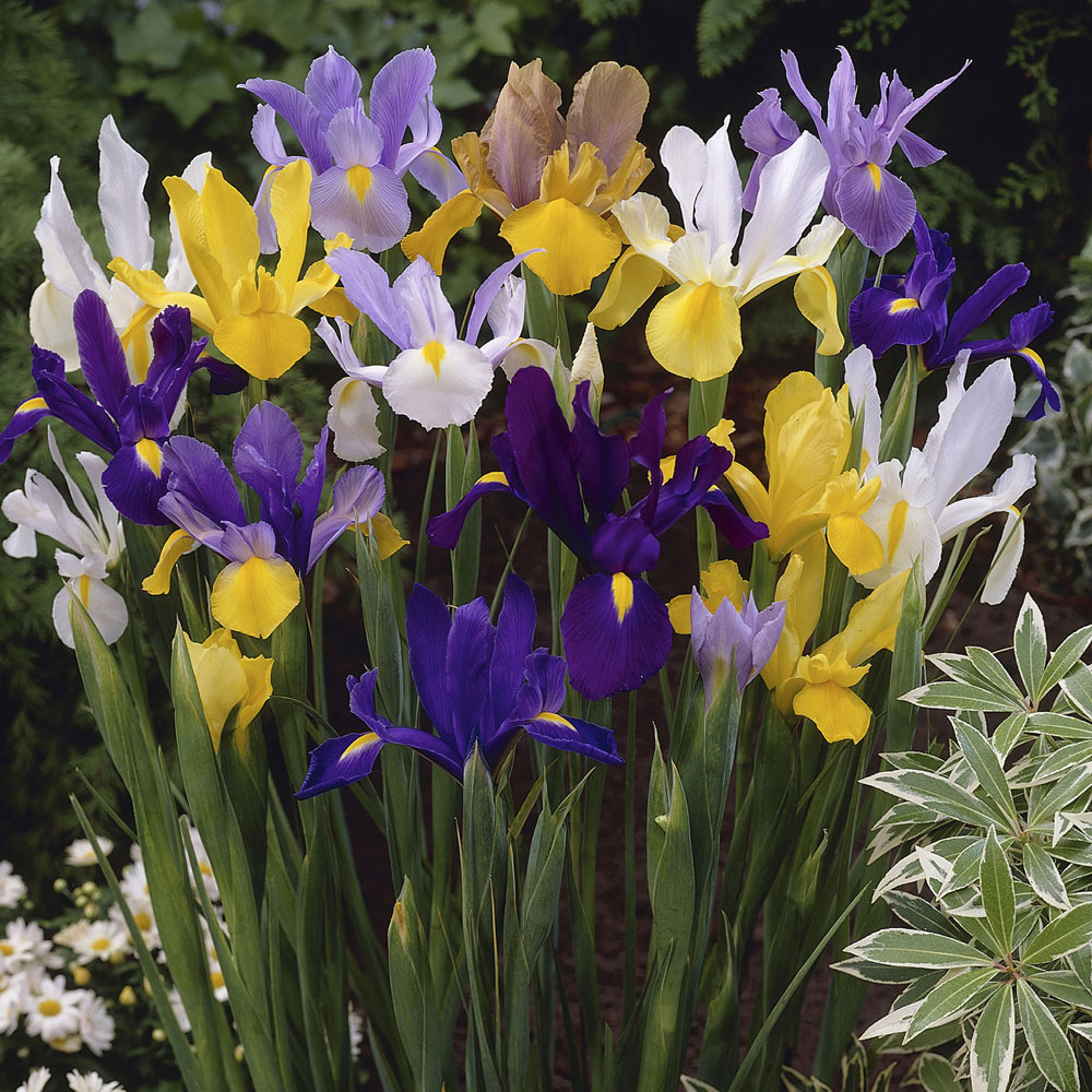 YouGarden Mixed Dutch Iris Planting Bulb 150 Pack Image 2