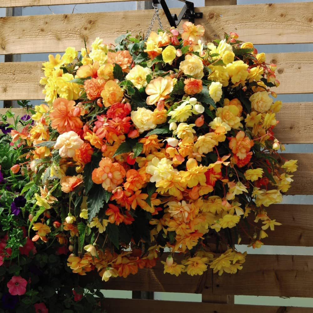 Thompson and Morgan Begonia Apricot Shades Preplanted Hanging Basket 35cm 2 Pack Image 2