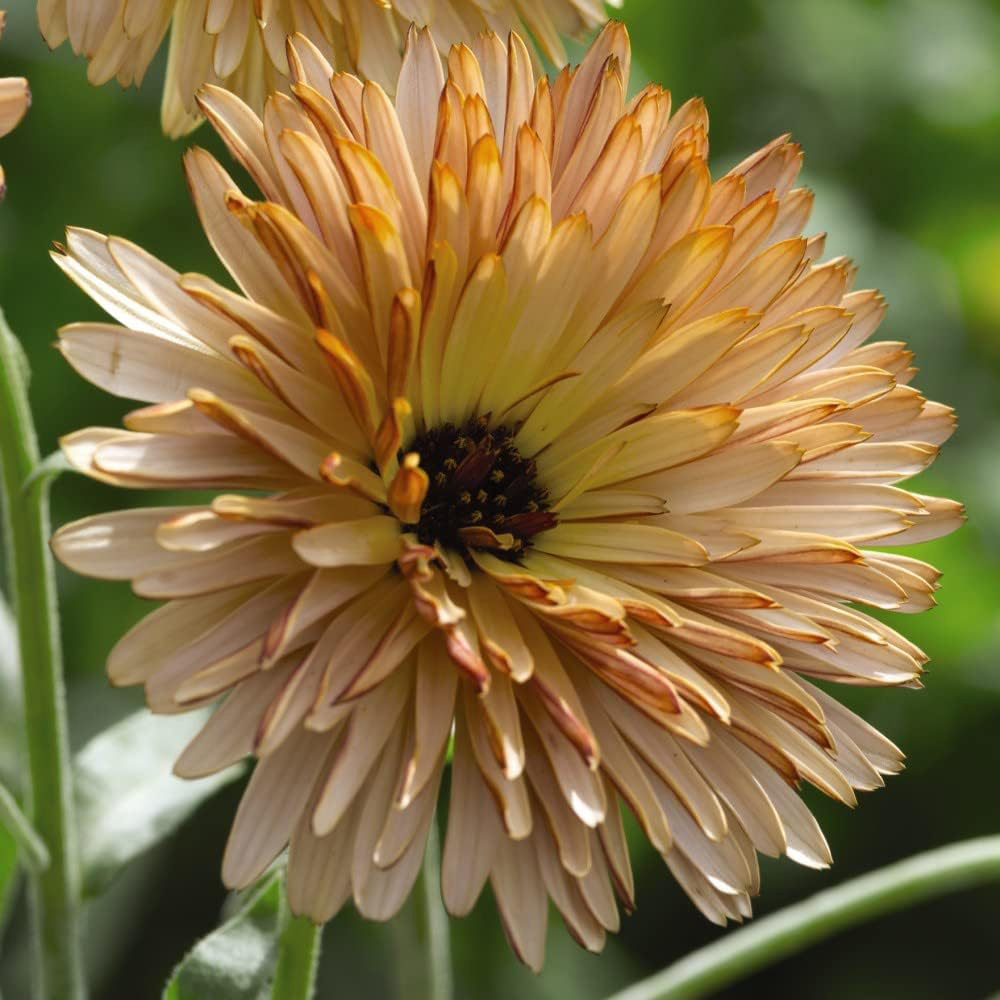 Thompson & Morgan Calendula Orange Flash 200 Seeds Packet Image 3