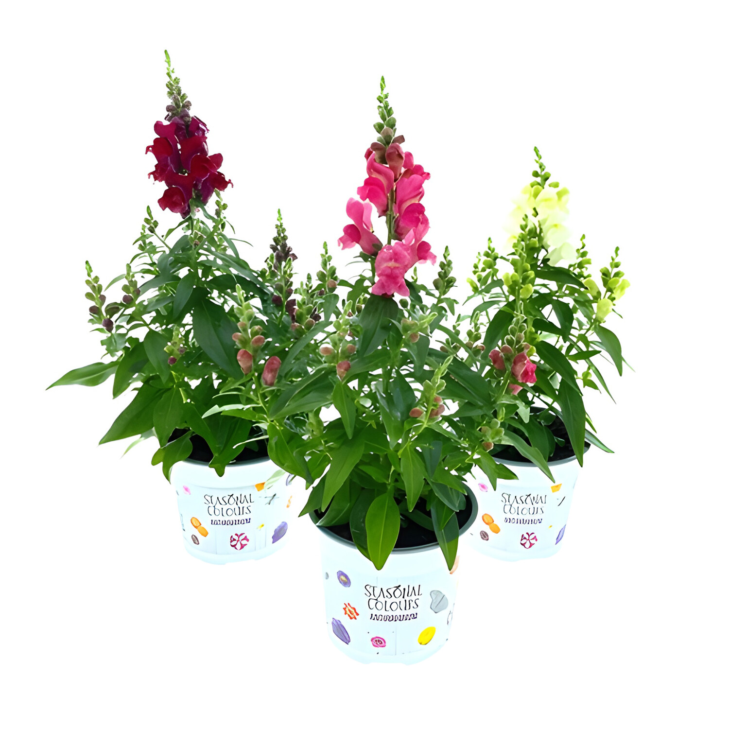 Antirrhinum Seasonal Bedding Image
