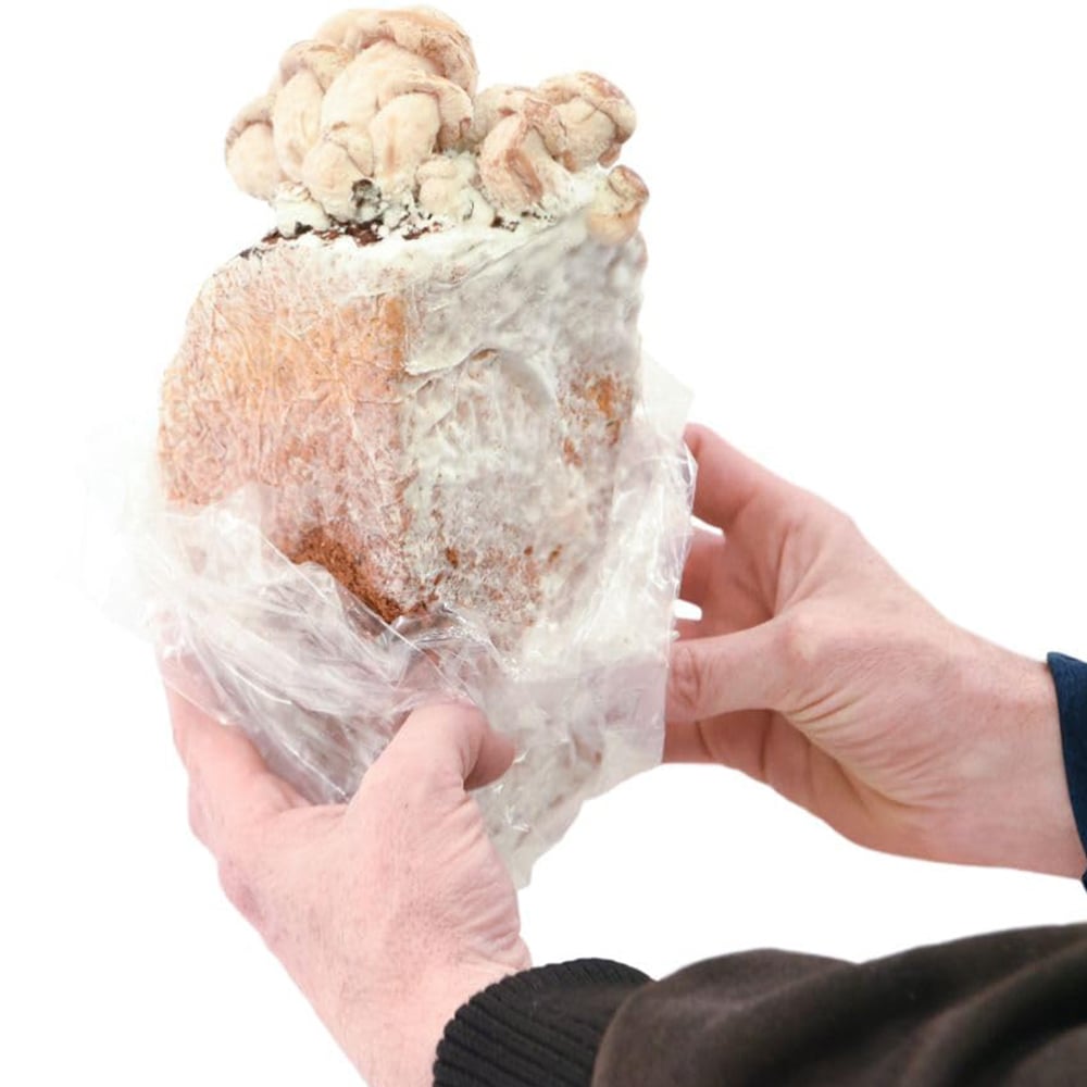 Thompson and Morgan Gift King Oyster Mushroom Prepack Windowsill Kit 3L Image 2