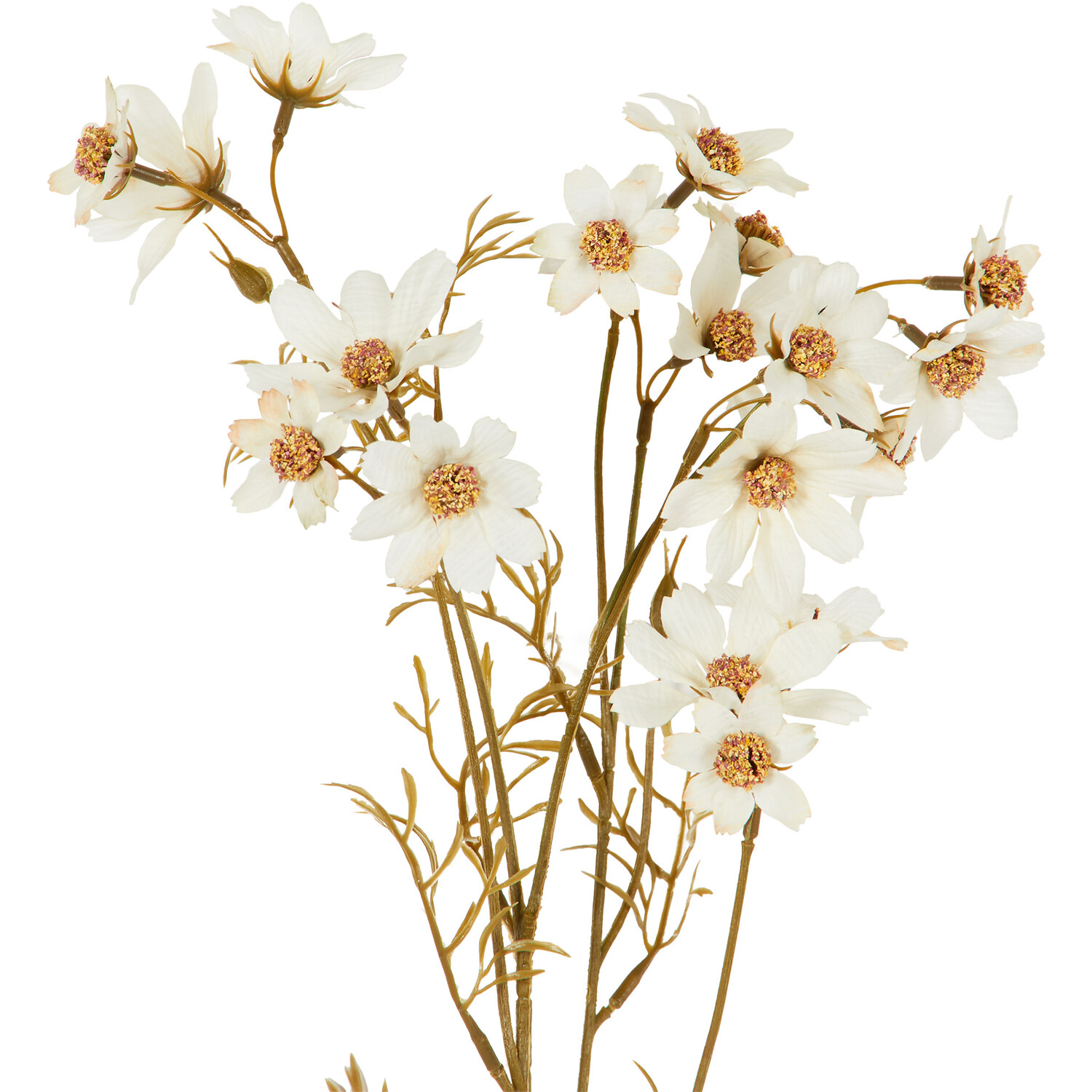 Sky Cosmos Spray - Cream Image 2