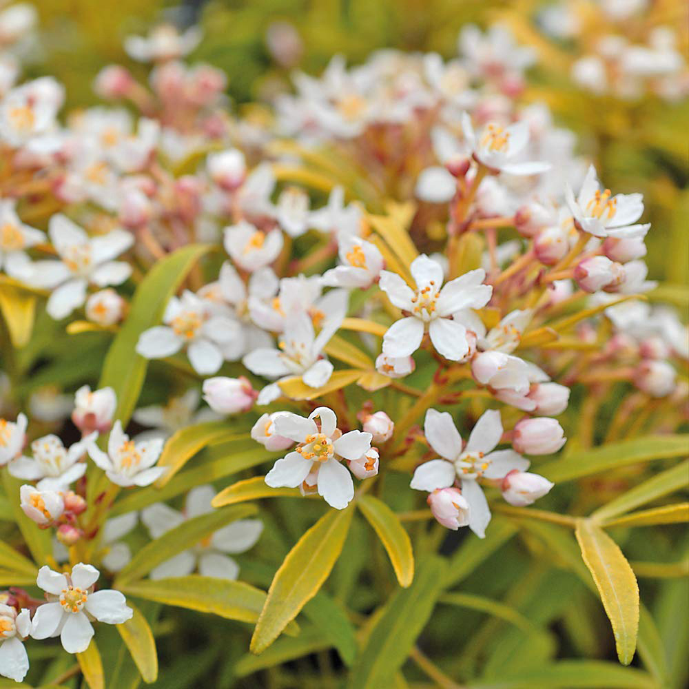 Thompson and Morgan Choisya Sundance Plant Pot 2L 2 Pack Image 3