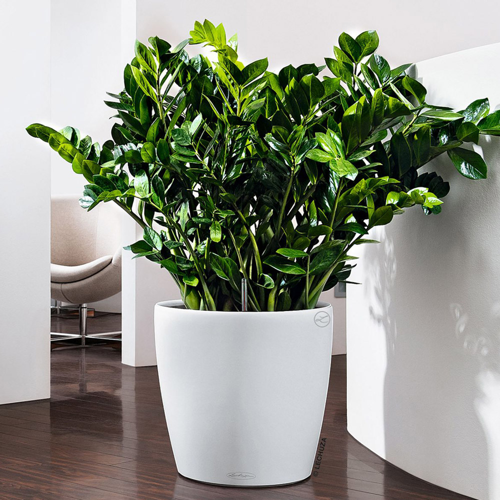 Lechuza Classico 35 LS White Poly-Resin Self-Watering Planter 33cm Image 2