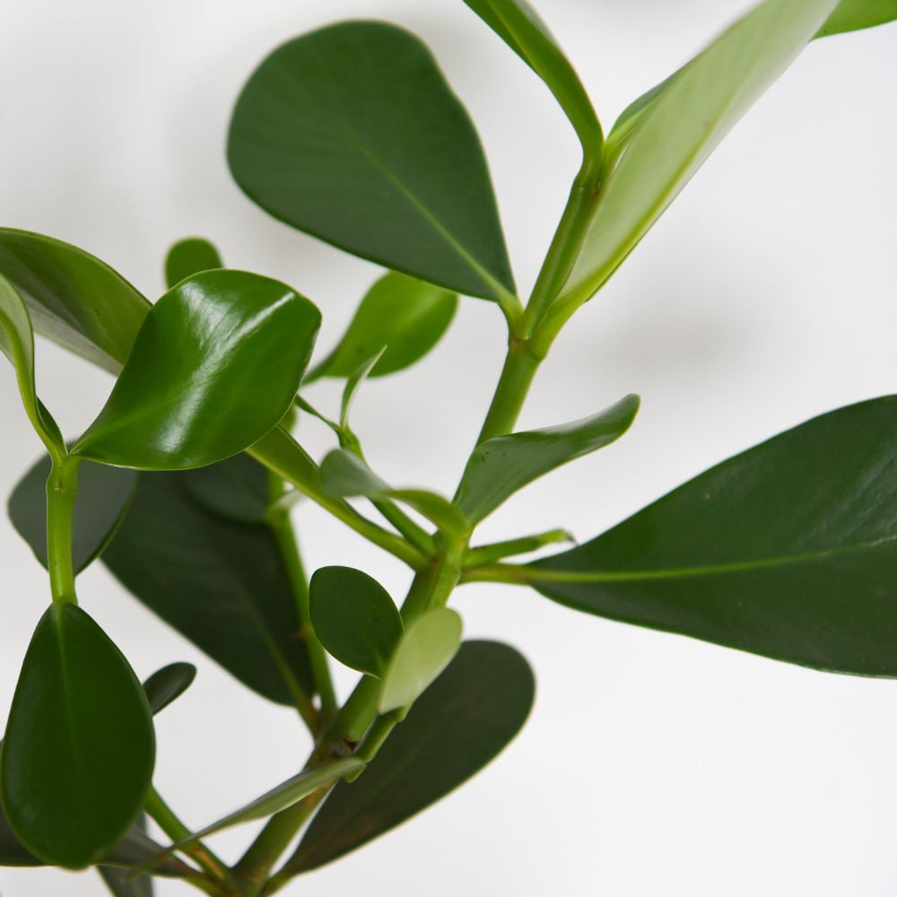 Thompson and Morgan Clusia Rosea Princess Potted Plant 12cm Image 2