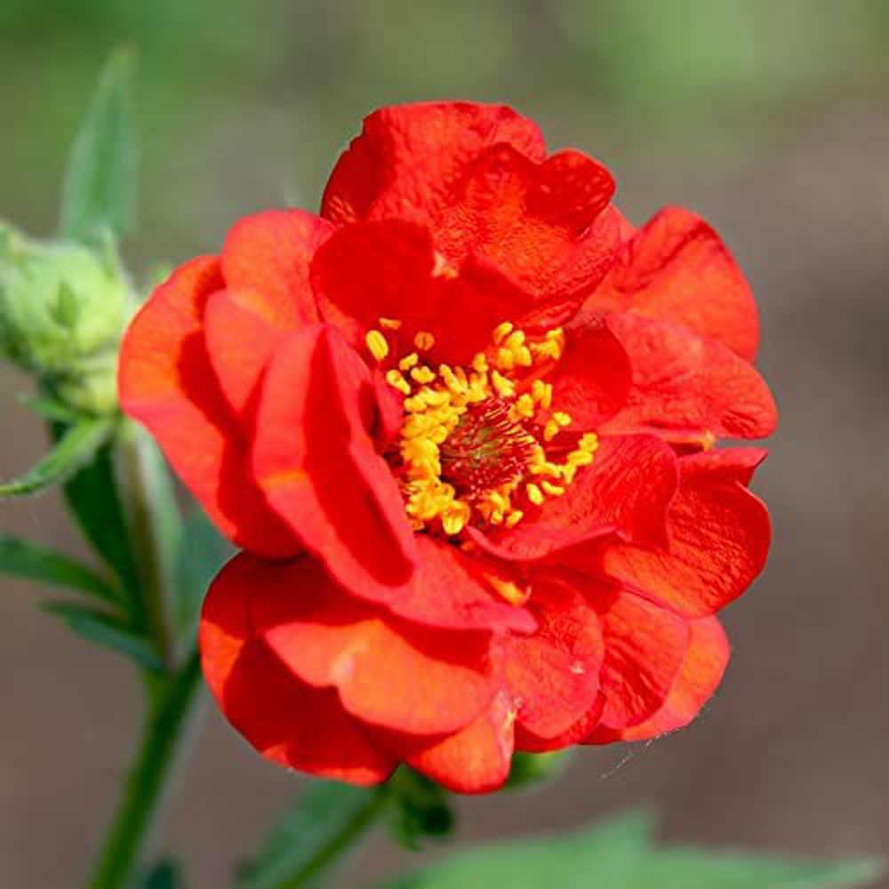 Thompson and Morgan Geum Mrs J. Bradshaw Plant Plug 12 Pack Image 1