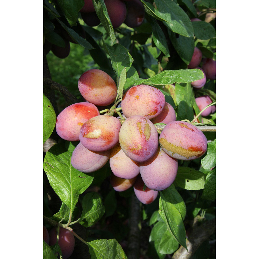 Frank P Matthews Trees Plum Prunus Victoria St. Julien A Maiden Tree Image 2