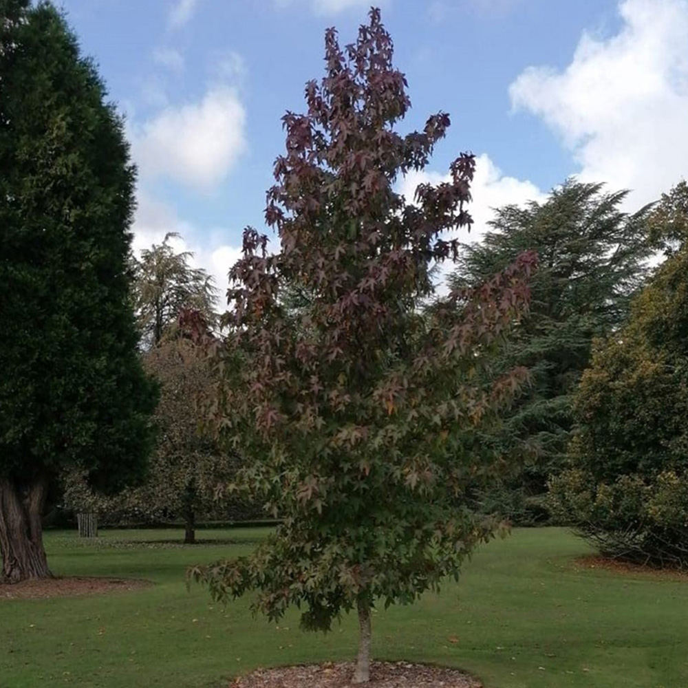 Inspirational Gifting Field Maple Bare Root Hedge Plant Saplings 4ft 20 Pack Image 4