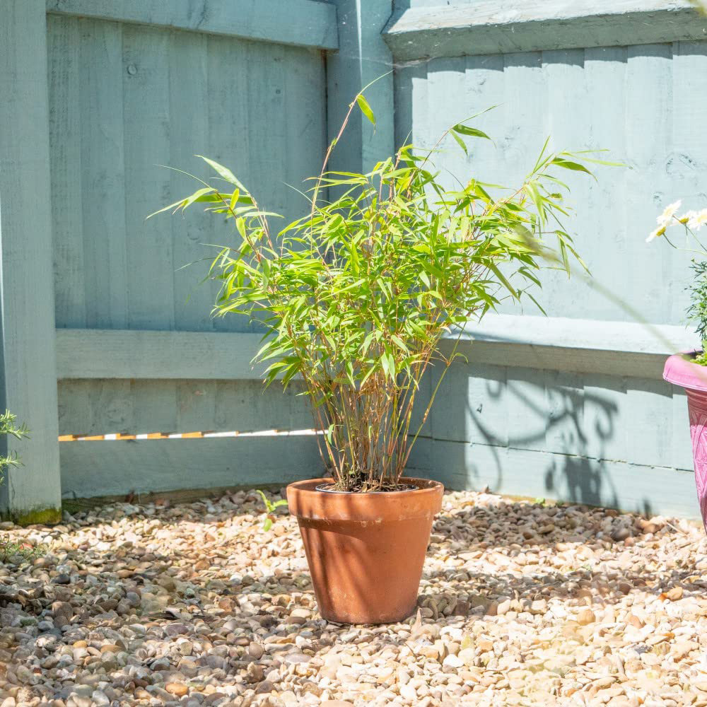 Thompson and Morgan Bamboo Asian Wonder Plant Pot 9cm 3 Pack Image 2