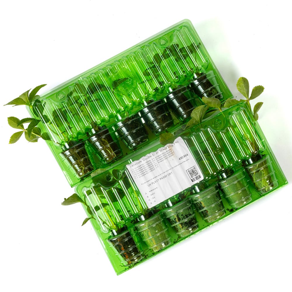 YouGarden Hellebore Double Queen Mix Plug Plant 12 Pack Image 3