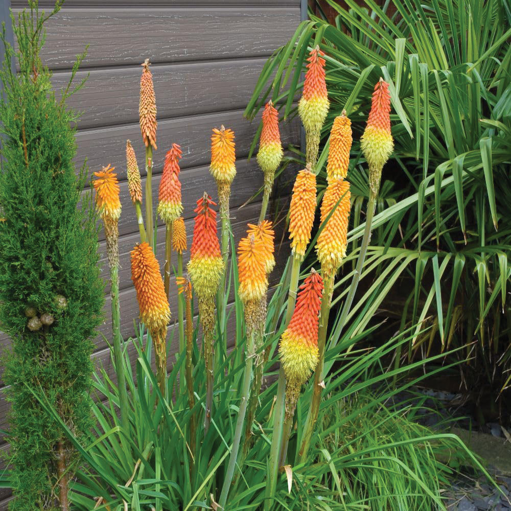 Thompson & Morgan Kniphofia Uvaria Plant Pot 1L Image 2