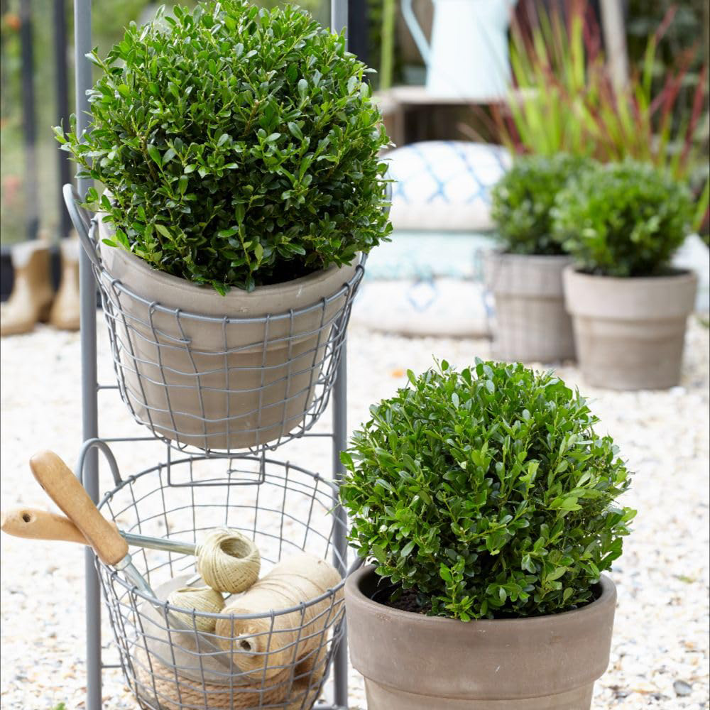 Thompson and Morgan Ilex Crenata Luxus Plant Pot 9cm 3 Pack Image 2