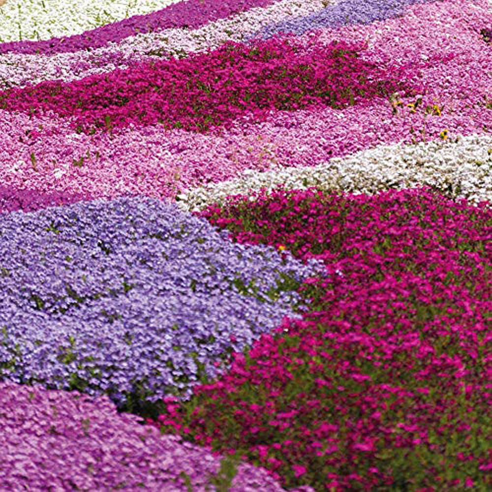 Thompson and Morgan Creeping Phlox Collection 2023 Ground Cover Perennial 10 Postiplugs Image 1