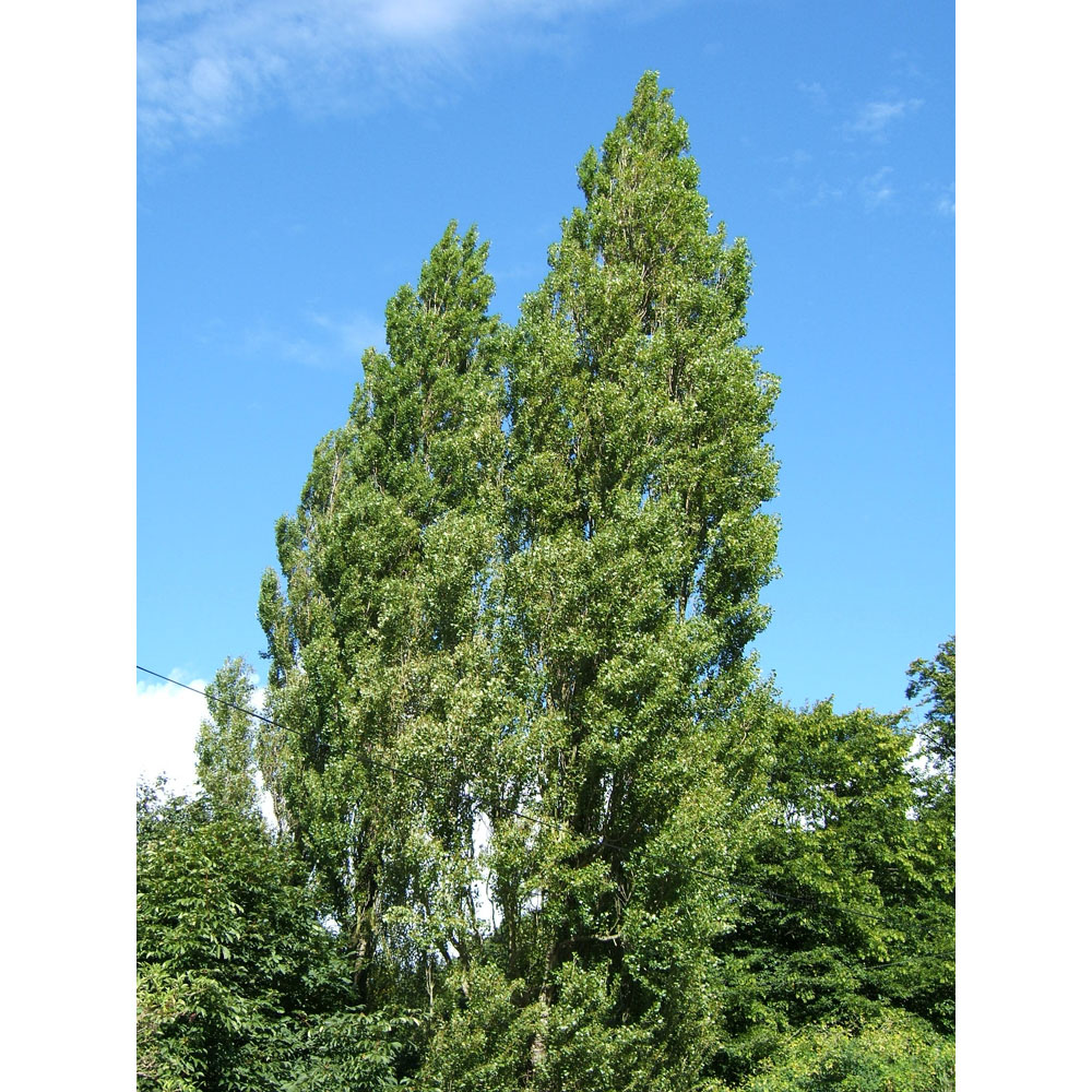 Inspirational Gifting Poplar Bare Root Hedge Plant Sapling 4-5ft 20 Pack Image 3