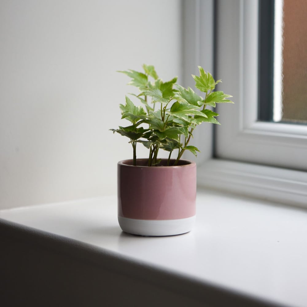 Thompson and Morgan Hedera Mix Plant Pot 6cm Image 5