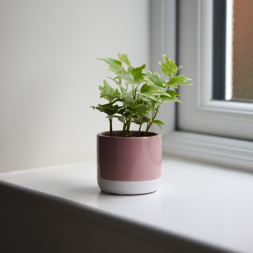 Thompson and Morgan Hedera Mix Plant Pot 6cm 6 Pack Image 5