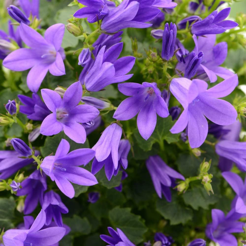 Thompson and Morgan Nurserymans Choice Perennial Cottage Garden Plant Pot 9cm 18 Pack Image 3