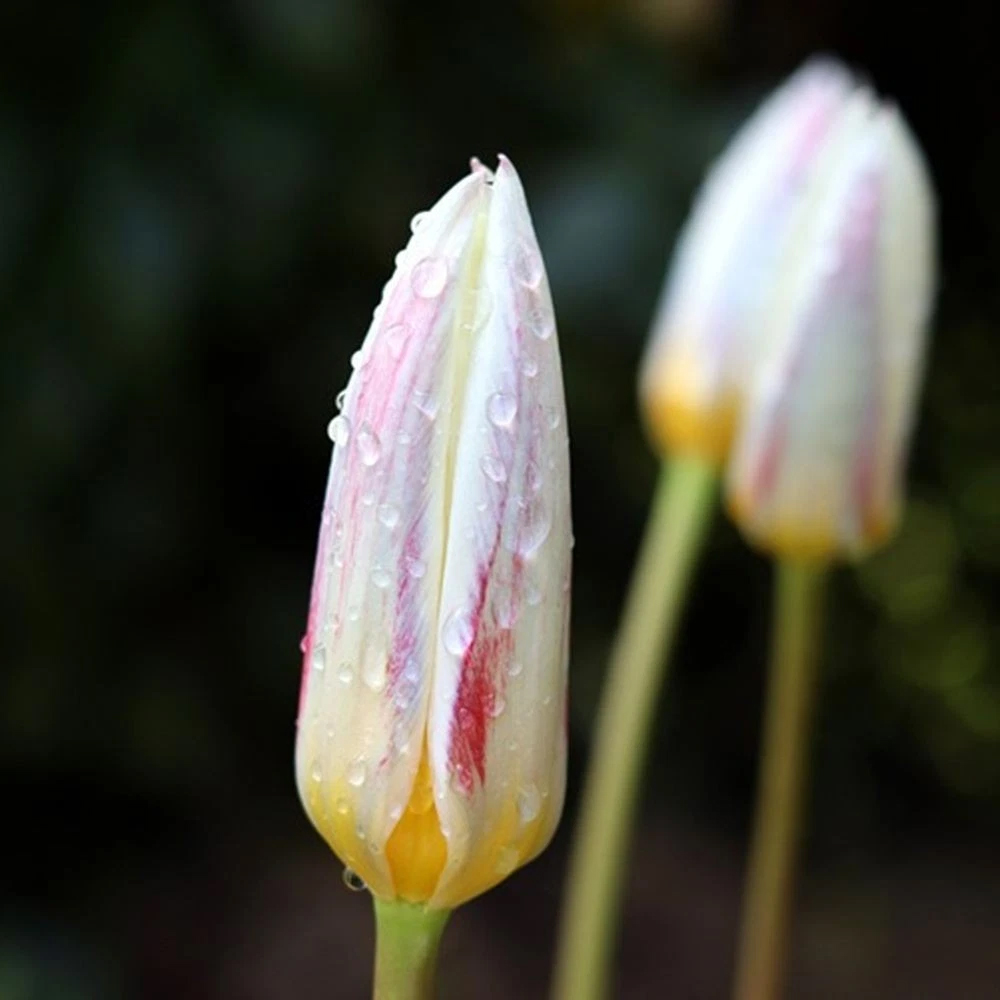 Thompson and Morgan Tulip Ice Stick Planting Bulb 32 Pack Image 3