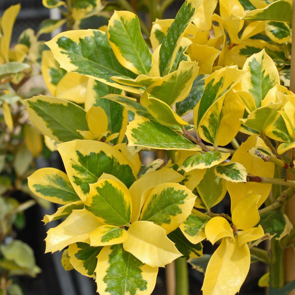 Thompson and Morgan Ilex Holly Altaclerensis Golden King Plant in Pot 35L Image 2