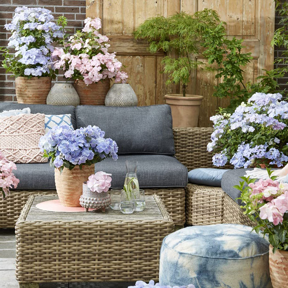 Thompson and Morgan Hydrangea French Bolero Plant Pot 13cm 2 Pack Image 5