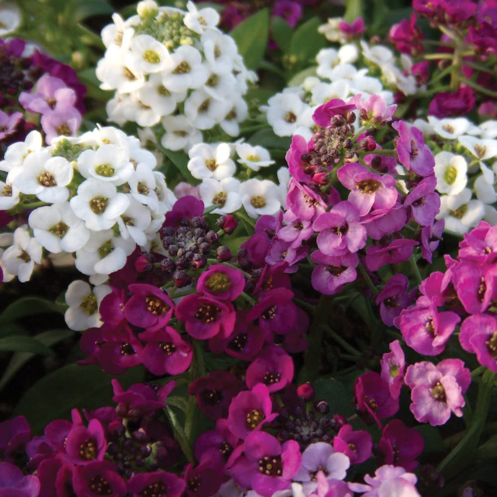 Thompson and Morgan Alyssum Clear Crystal Mixed Garden Ready Plant 15 Pack Image 2