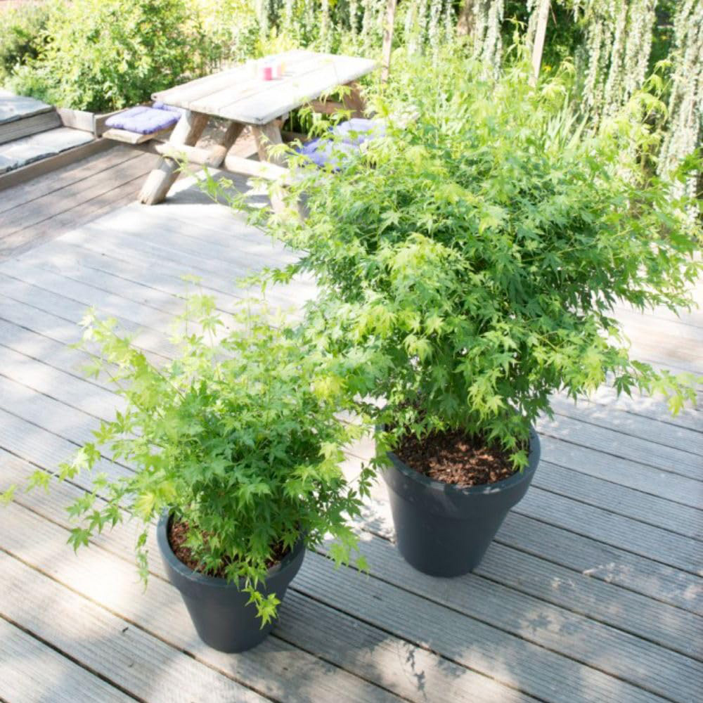 Thompson and Morgan Acer Palmatum Going Green Plant Pot 3L Image 4
