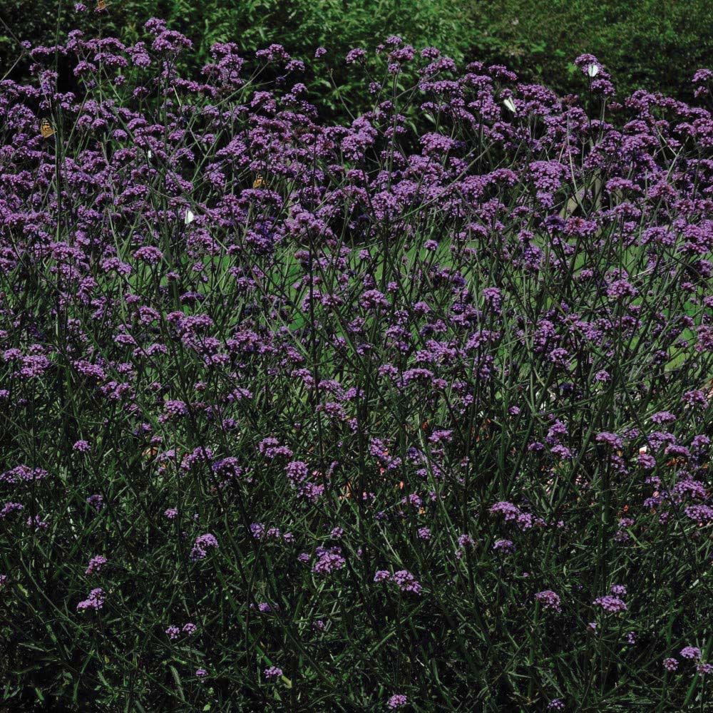 Thompson and Morgan Verbena Buenos Aires Plant Plugs 6 Pack Image 2