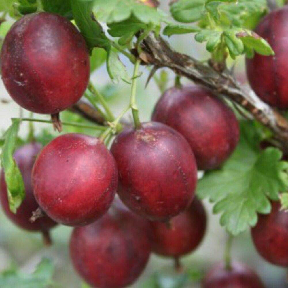 Thompson and Morgan Gooseberry Giggles Collection Plant Pot 9cm 3 Pack Image 2