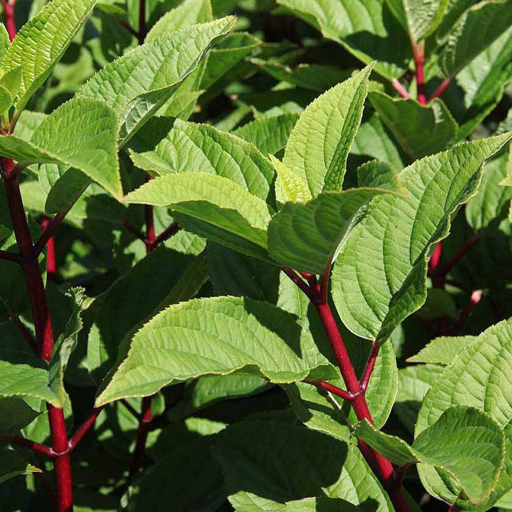 Thompson and Morgan Hydrangea Paniculata Wims Red Potted Plant 9cm Image 2