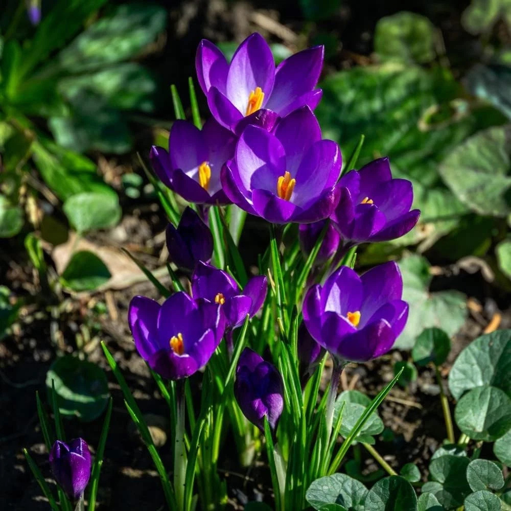 Thompson and Morgan Crocus Ruby Giant Planting Bulb 20 Pack Image 2