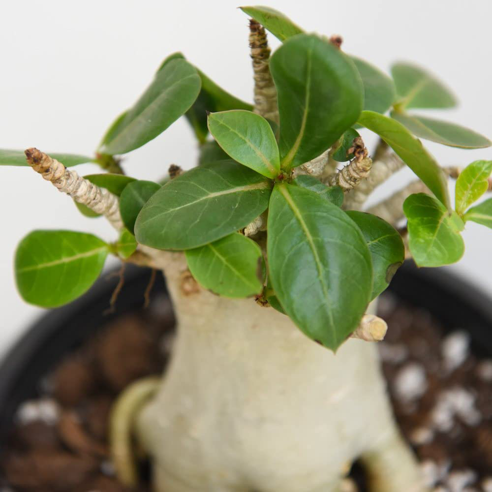 Thompson & Morgan Adenium NB Ansu Baobab Potted Plant 15cm Image 3