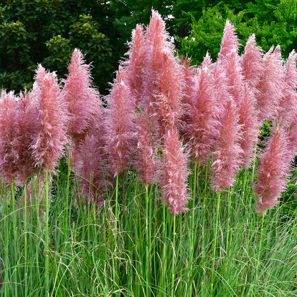 YouGarden Pampas Grass Collection Pot 9cm 3 Pack Image 3