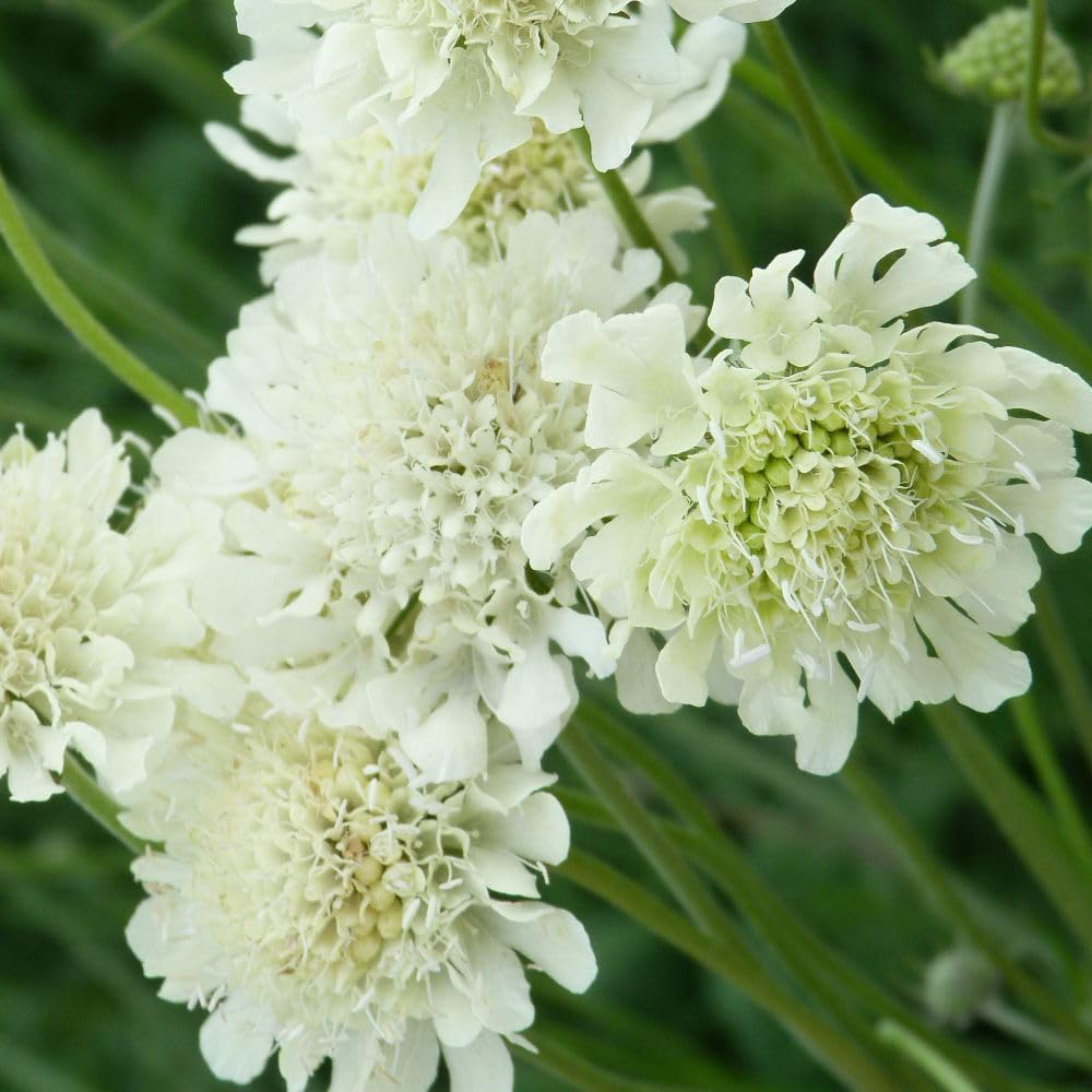 Thompson and Morgan Scabiosa Ochroleuca Plant Pot 9cm 2 Pack Image 2
