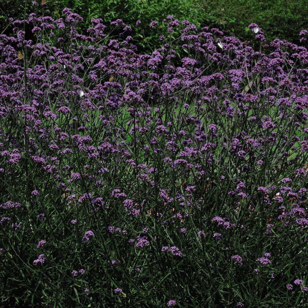 Thompson and Morgan Verbena Buenos Aires Plant Plug 24 Pack Image 3