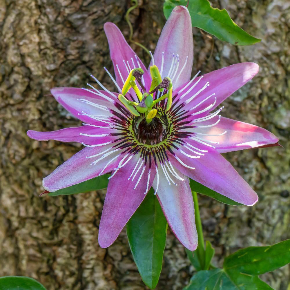 Thompson and Morgan Passiflora Passion Flower Violacea Victoria Plant in Pot 2L Image 3